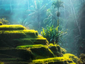 Rice Terraces stacked vertically against a hill near Ubud.