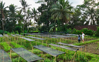 Recently, Room for Dessert opened its own herb garden adjacent to the restaurant. Many flavours used are unique to Bali and sourced from all over the island.